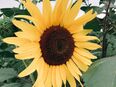 Sonnenblumensamen Sonnenblume Samen hellgelb hell Valentine besonders heller Farbton große Blüten Garten insektenfreundliches Saatgut Bienenmagnet Bienenfreundlich in 74629