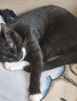 Kitten abzugeben! (Hauskatze) - Delmenhorst