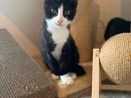 Katze sucht zuhause - Neunkirchen (Saarland)