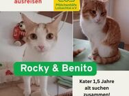 Werde Pflegestelle für Katzen in NOT - Benediktbeuern