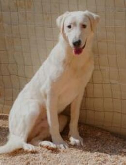 Loki sucht seine Menschen - Fronreute