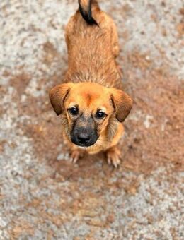 🌸Zarte Peony sucht Familienanschluss🌸 - Eislingen (Fils)