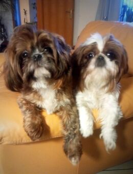Keine reinrassige Shih Tzu Hündin sucht wegen Trauerfall ein neues liebevolles Zuhause - Gägelow