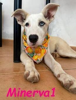 Minerva1 bezaubernde Welpin 05/2025 - Ruppertsecken