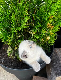 BKH Kitten jung(Mädchen) - Worms