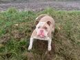 Old English Bulldog Hündin – Liebenswerte Begleiterin sucht neues Zuhause in 91275