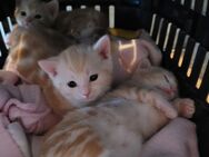 Bkh-Mix Kitten - Berlin Marzahn-Hellersdorf