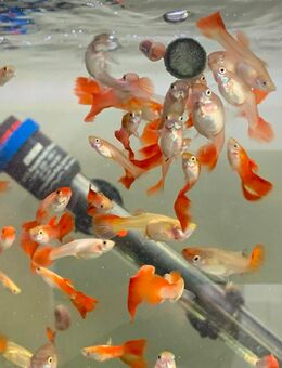 Rote Guppys - sehr schöne Tiere - Bad Oeynhausen