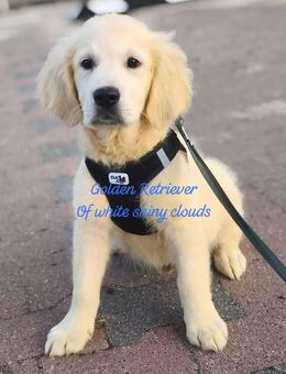 Golden Retriever Welpen (Rüden) abgabebereit aus Premium Zucht - Brome