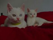 BKH-Mix Kitten dürfen sofort ausziehen ❤️ - Riesa