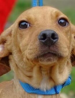 Kleiner BRUNO sucht Körbchen - Gefrees