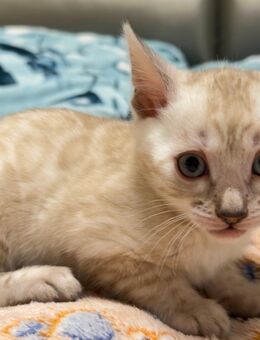 Bengal kitten Snow Mink Sepia Mink geb.24.10.25 abzugeben - Chemnitz