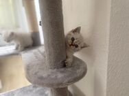 BKH Kitten - Eschweiler