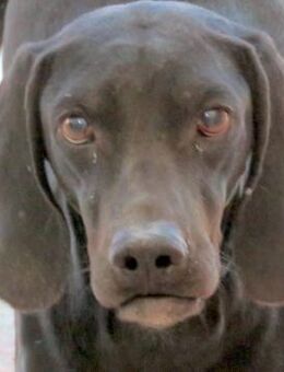 Waldo -liebt Menschen und Hunde- - Oldenburg