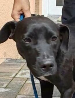 Zuckersüße WANDA - Gefrees