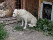 Podiana -Pflegestelle oder Zuhause gesuc - Oberwies