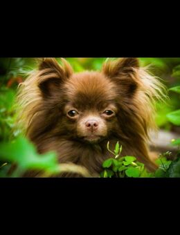 4 Jahre alte pomchi Hündin - Gelsenkirchen Erle