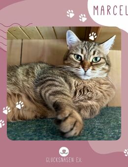 Schmusekatze Marcella sucht ihre Menschen - Pinneberg