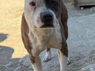 Momo 💗 loyal, verschmust sucht Zuhause! - Hamburg