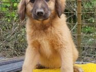 Welpin ♥Bettie♥ verspielt und verschmust - Hamburg
