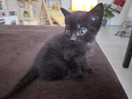 Katzenbabys suchen neues Zuhause - Munster