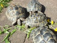 Landschildkröten, maurische, Weibchen, 2009, 2013, 2014 (2) - Waldaschaff