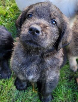 Labradoodle Hovawart-mix Welpen zu verkaufen - Satow