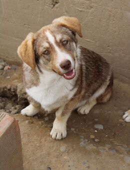 Pear mit den strahlenden Augen - Celle