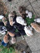 Zwergwidder ♥️ AKTUELL NACHWUCHS in 73266