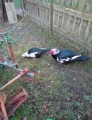Enten Warzenenten Flugenten in 08396