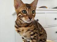 Wunderschöner Bengal Kater vom Züchter - Abholbereit - Köln
