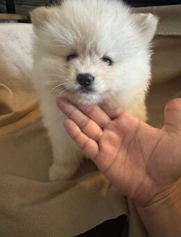 Pomsky F8 Kurz Maul sehr Süss - Raunheim