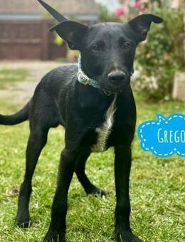 Gregor braucht eine fröhliche Familie - Flörsheim-Dalsheim