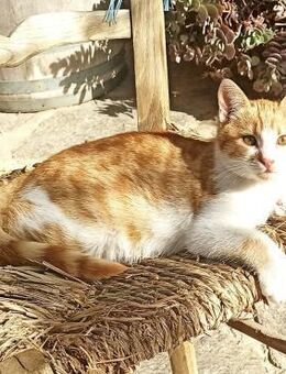 Kleiner Miraculix sucht ein Zuhause! - Bergkirchen