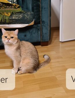 Zwei süße Baby Katzen und ein Baby Kater suchen ein liebevolles Zuhause - Berlin
