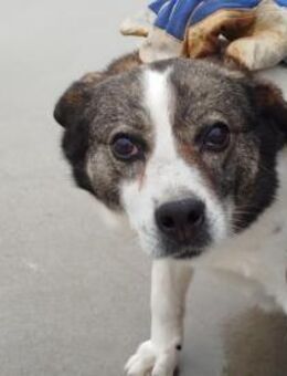 Daisy möchte endlich ein Zuhause - Wallerfangen