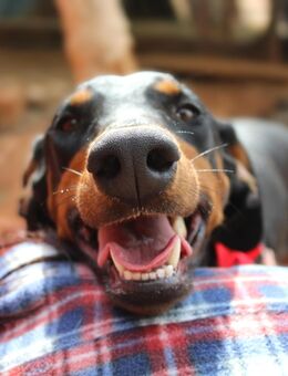 DEBBIE sucht Familienanschluß - Sandhausen