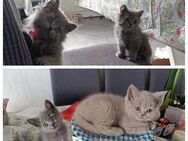 Reinrassige BKH+BLH Kitten - Birken-Honigsessen