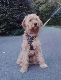 🐾 MUSTAR, neudeutsch Senf, sucht einen - Bremen