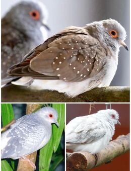 kleine hübsche Täubchen Diamanttabe Diamanttäubchen - Neustadt (Sachsen) Hohwald