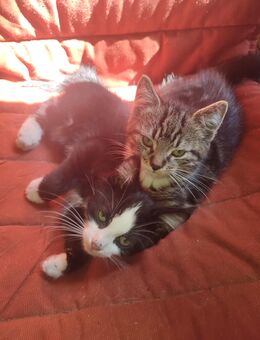 Maine-Coon-Katzen Mix in liebevolle Hände abzugeben - Burg (Spreewald)