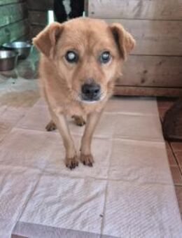 Mosu sucht seinen Gnadenplatz - Köln