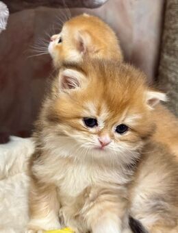Reinrassige BKH Kitten - Speyer