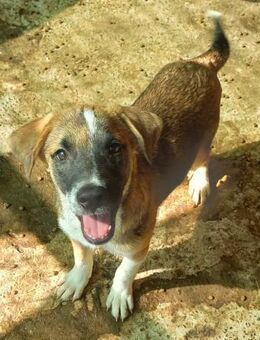 FINN - fröhlich, verspielt, offen - Weilheim (Oberbayern)