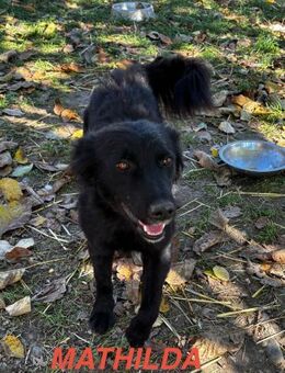 Mathilda und ihre 7 Welpen - Schwaig (Nürnberg)