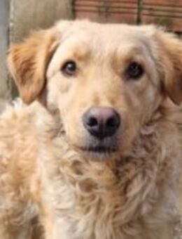 Charmeur Blu - Ellerbek