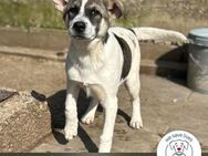 Tommi: Hundekind möchte durchstarten - Kirchzell