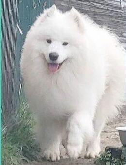 ❤️ superlieber Familienhund SAMU ❤️ - Mamming