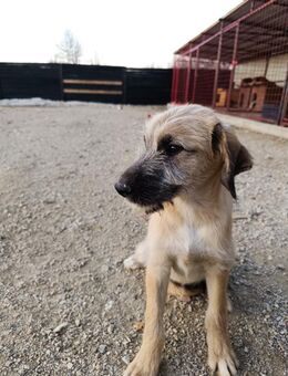Cosmo Welpe mit großem Herzen - Hausen (Würzburg)