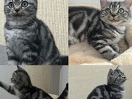 Toller Black Silber Tabby Classic Kater Kitten sucht neuen Wirkungskreis - Magdeburg